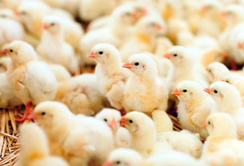 「わたしたちの持ち味」のイメージ画像