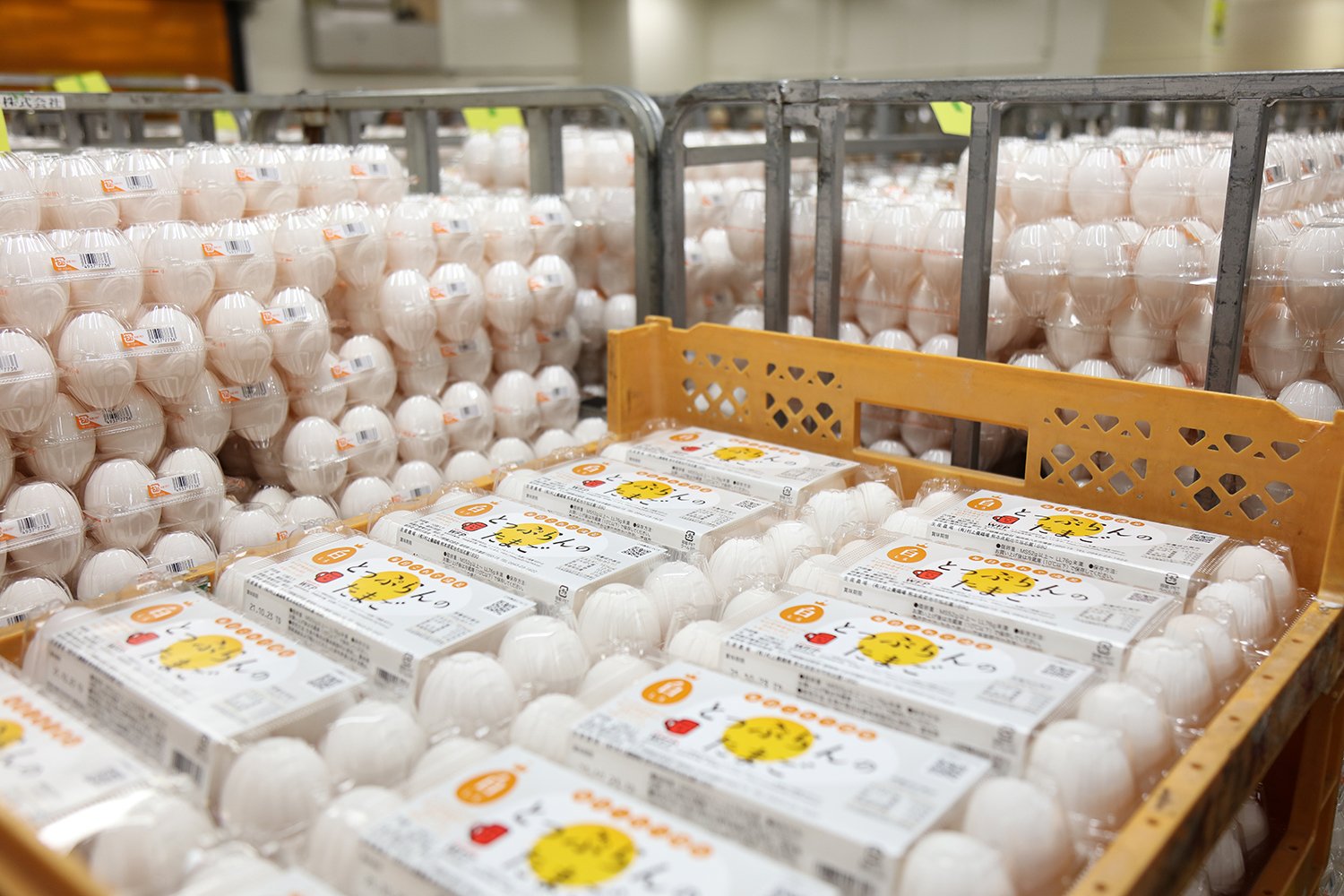 「わたしたちについて」のイメージ画像