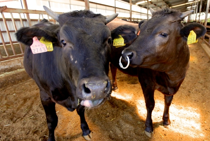 杉本本店】ブランド牛『黒樺牛』のご紹介 | トピックス | ヤマエ