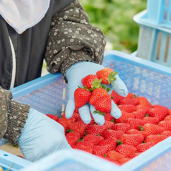 味の民芸フードサービス 「いちごフェア」を開催 | トピックス